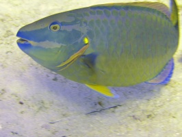 078 Stoplight Parrotfish IMG 5224